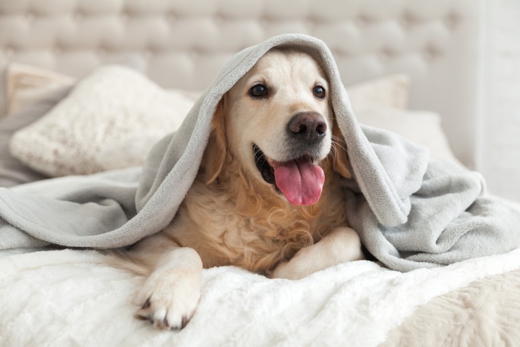 Gastos innecesarios para el cuidado de tu mascota ¿Cómo ahorrar?